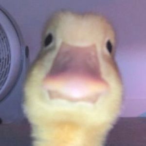 Meet your Posher, Riley